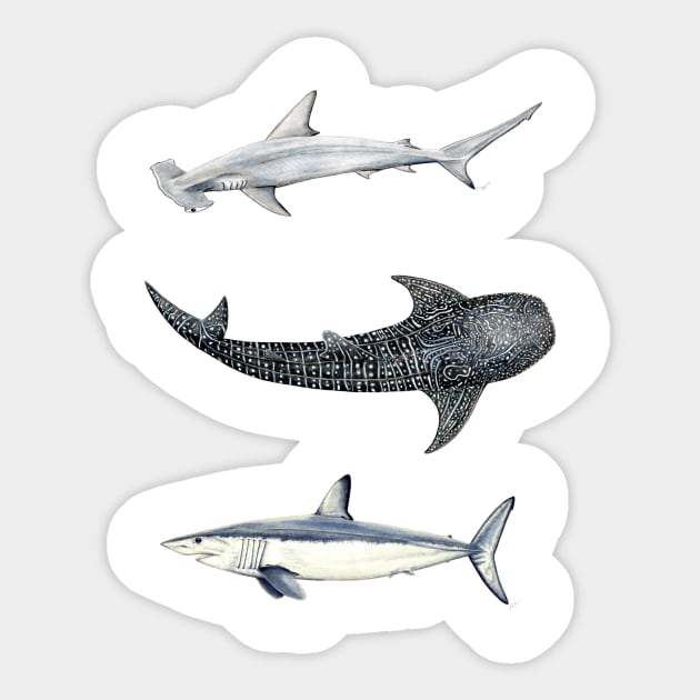 Shark trio: hammerhead shark, mako shark and whale shark Sticker by chloeyzoard